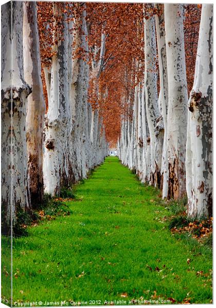 Green pathway with trees Canvas Print by James Mc Quarrie