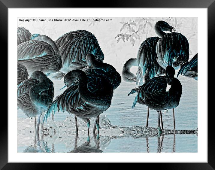 Exotic Flamingos Framed Mounted Print by Sharon Lisa Clarke