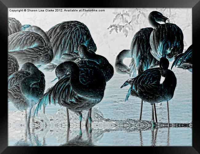 Exotic Flamingos Framed Print by Sharon Lisa Clarke