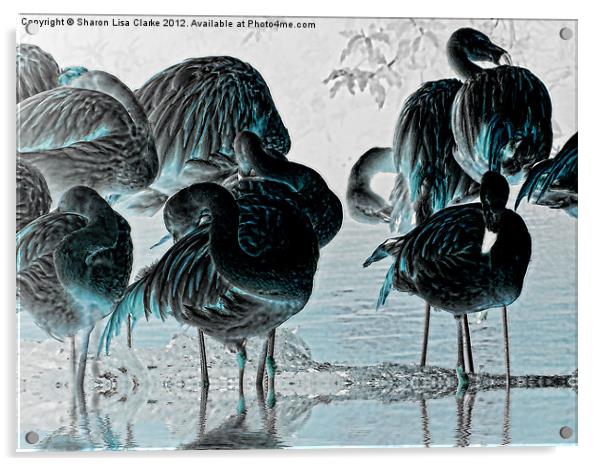 Exotic Flamingos Acrylic by Sharon Lisa Clarke