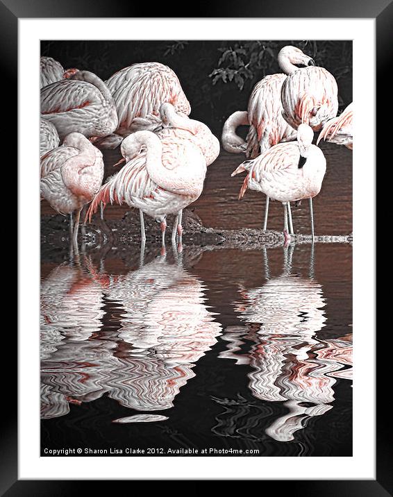 Flamingos Framed Mounted Print by Sharon Lisa Clarke