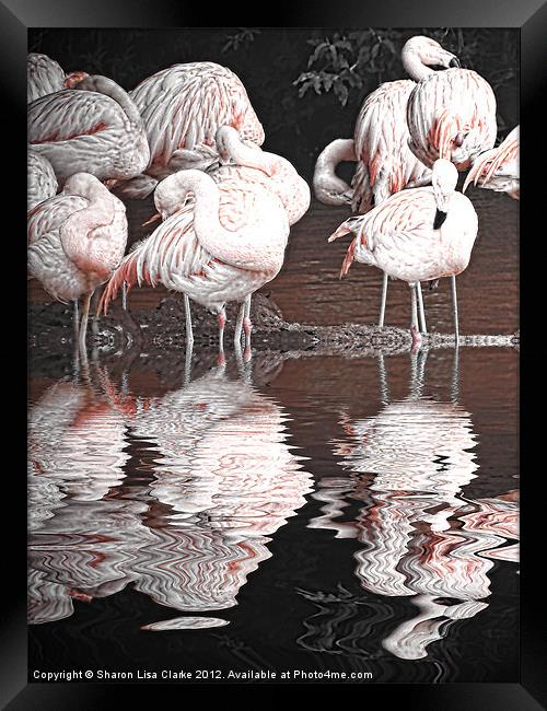 Flamingos Framed Print by Sharon Lisa Clarke