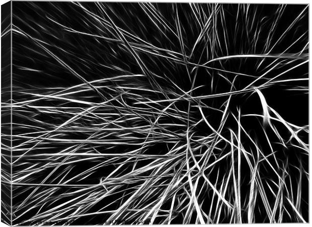 grass leaves Canvas Print by Jo Beerens