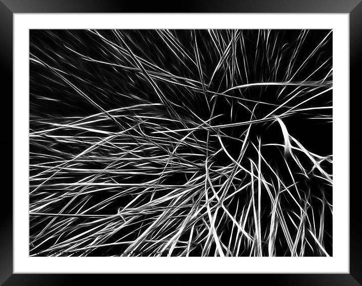 grass leaves Framed Mounted Print by Jo Beerens