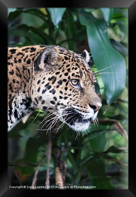 Jaguar big cat Framed Print by Craig Lapsley