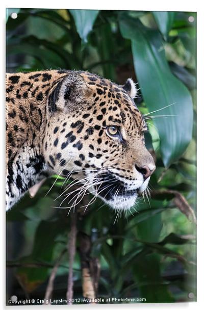 Jaguar big cat Acrylic by Craig Lapsley