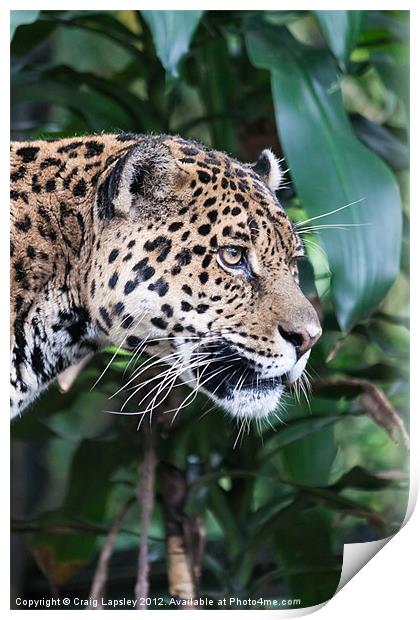 Jaguar big cat Print by Craig Lapsley