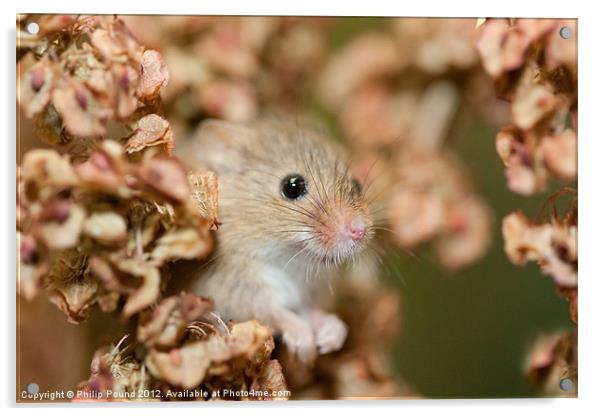 Harvest mouse in dry leaves Acrylic by Philip Pound