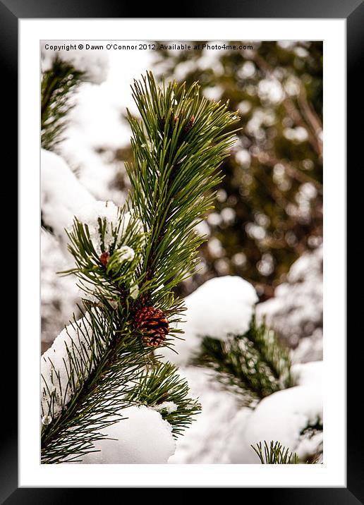 Pine Cone Framed Mounted Print by Dawn O'Connor