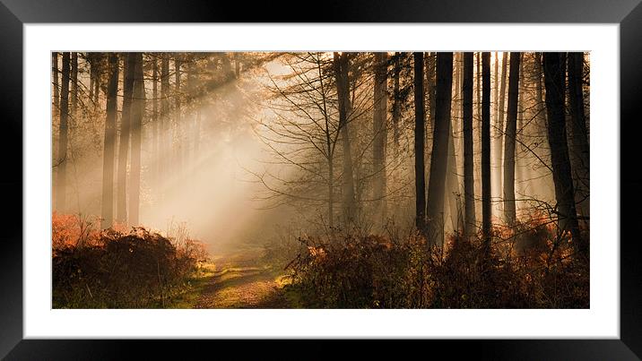 Morning Light Framed Mounted Print by Tracey Whitefoot