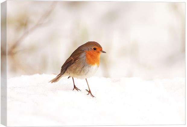 Robin red breast Canvas Print by Grant Glendinning