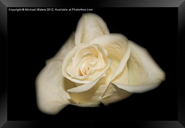 White Rose Framed Print by Michael Waters Photography
