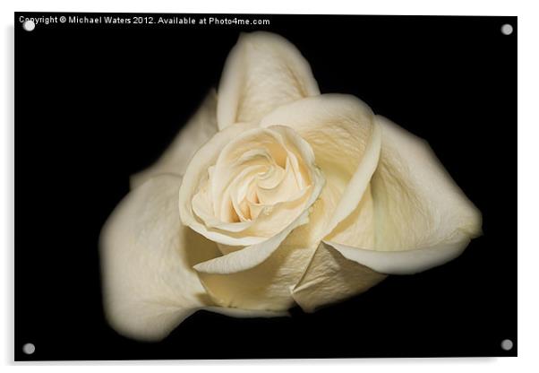 White Rose Acrylic by Michael Waters Photography