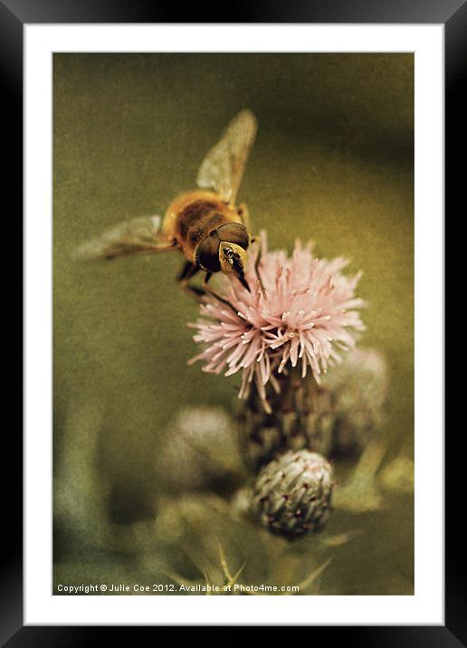 Thistle Drone Framed Mounted Print by Julie Coe