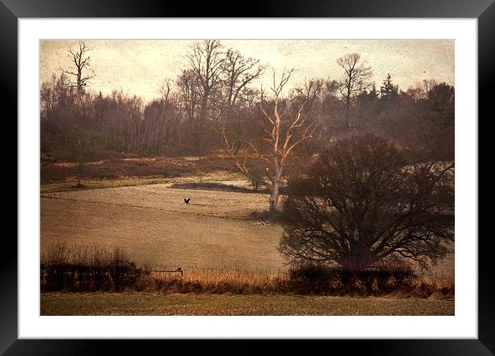 Autumn ends Framed Mounted Print by Dawn Cox