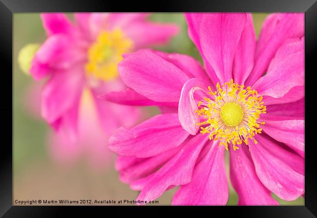 Japanese Anemone Framed Print by Martin Williams