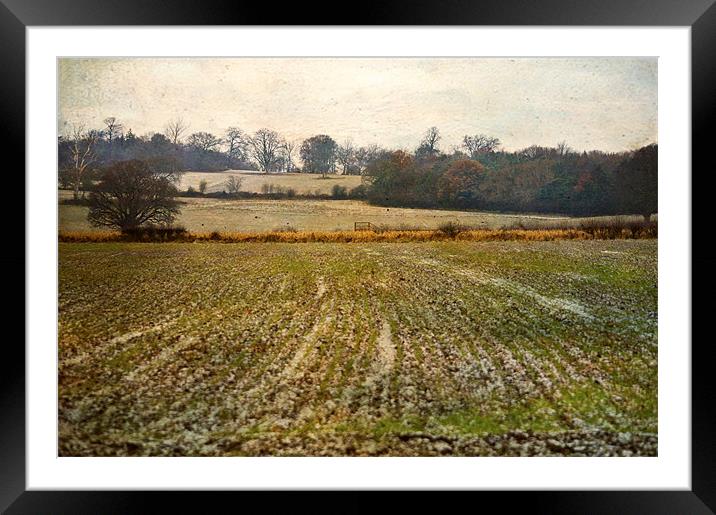 Frosty field Framed Mounted Print by Dawn Cox