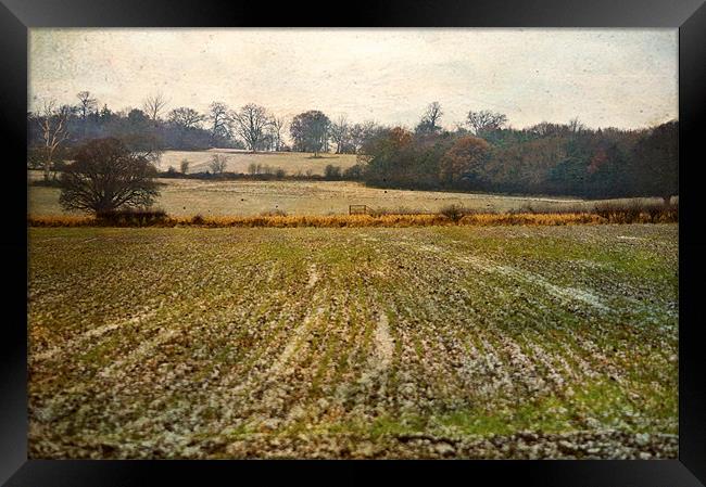 Frosty field Framed Print by Dawn Cox