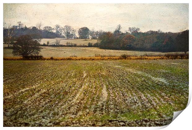 Frosty field Print by Dawn Cox