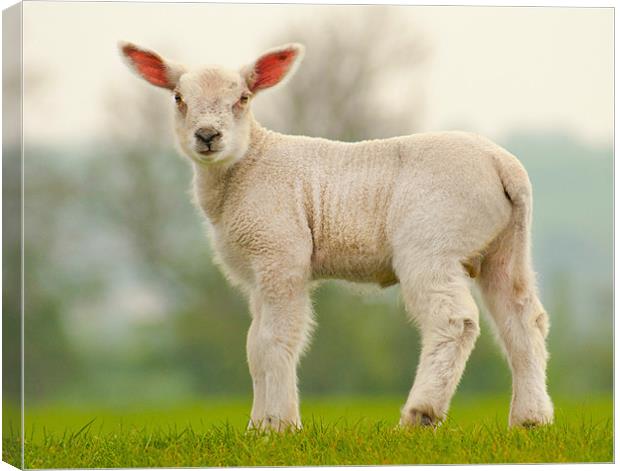 Spring Lamb Canvas Print by John Dickson