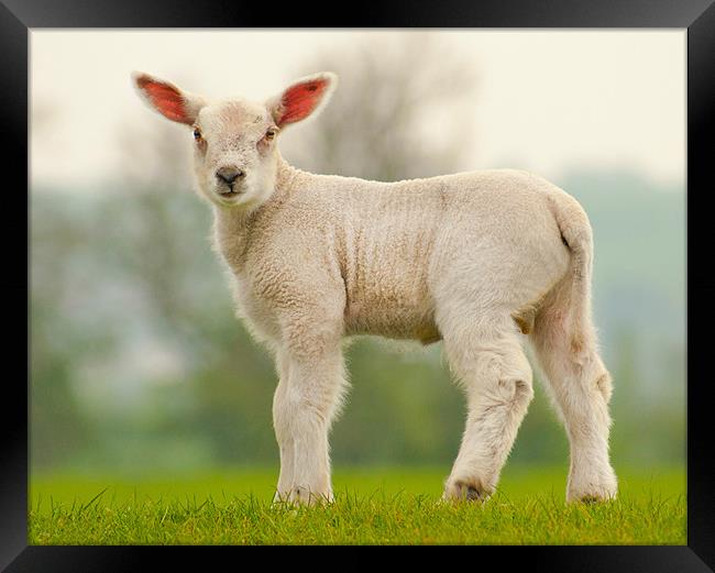 Spring Lamb Framed Print by John Dickson