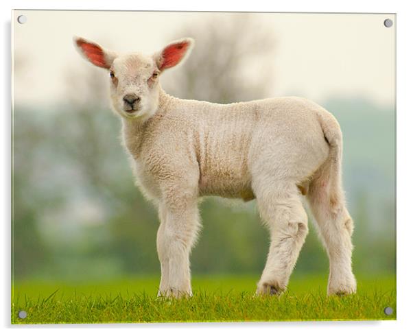Spring Lamb Acrylic by John Dickson