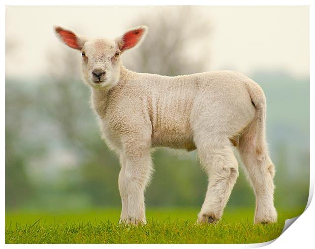 Spring Lamb Print by John Dickson