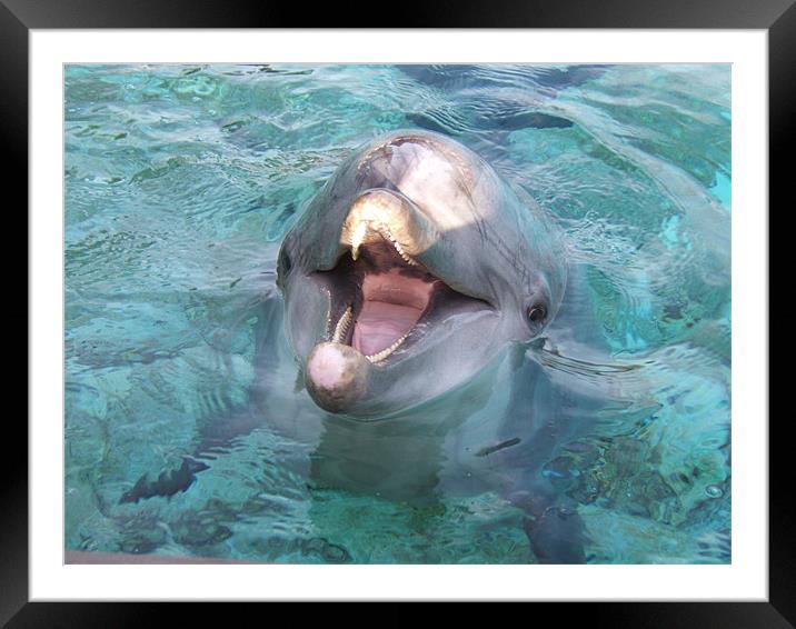 Dolphin  Framed Mounted Print by Tim Duck