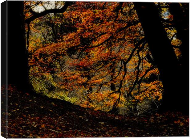 the trees Canvas Print by dale rys (LP)