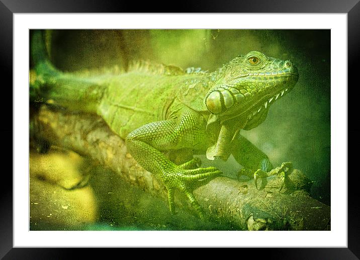 Green Iguana Framed Mounted Print by Maria Tzamtzi Photography