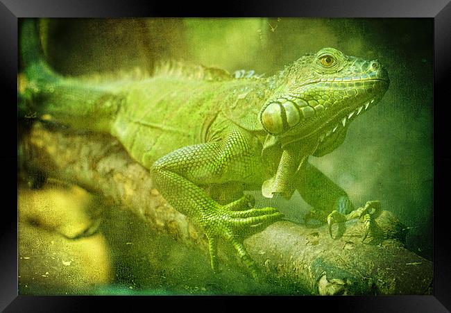 Green Iguana Framed Print by Maria Tzamtzi Photography