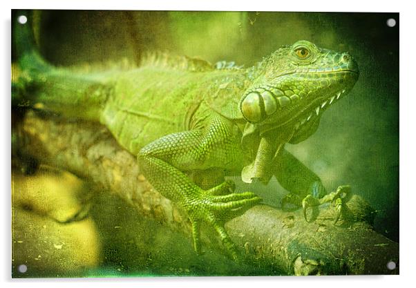 Green Iguana Acrylic by Maria Tzamtzi Photography