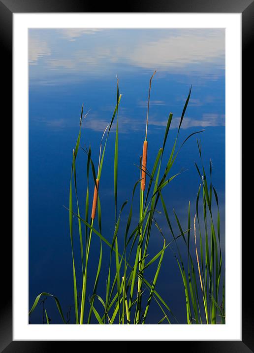 Standing Tall Framed Mounted Print by Doug Long