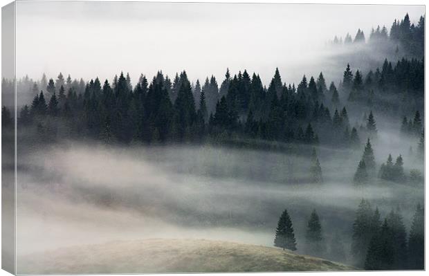 Morning fog flow Canvas Print by Sergiu Gabriel Mihu