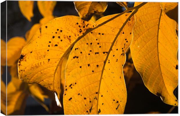 Walnut leaf in warm autumn light Canvas Print by Sergiu Gabriel Mihu