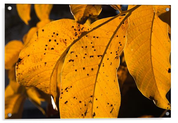 Walnut leaf in warm autumn light Acrylic by Sergiu Gabriel Mihu