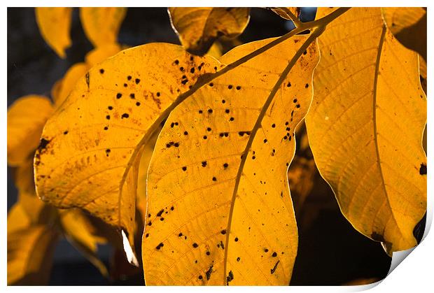 Walnut leaf in warm autumn light Print by Sergiu Gabriel Mihu