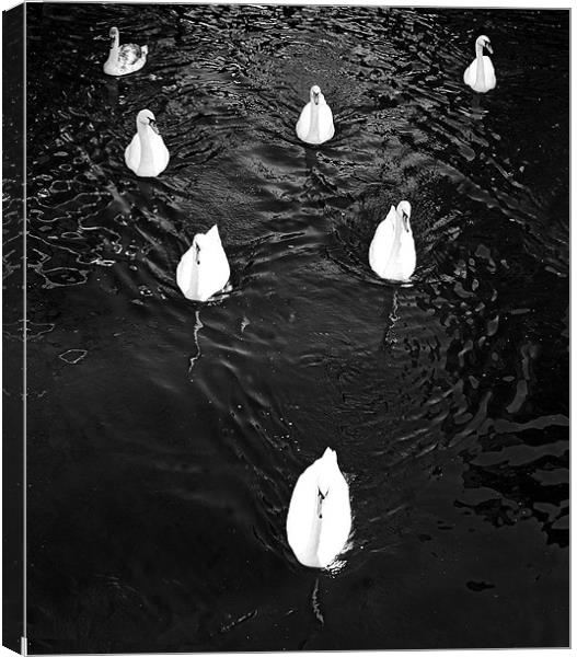 Swans in formation  Canvas Print by David Turnbull