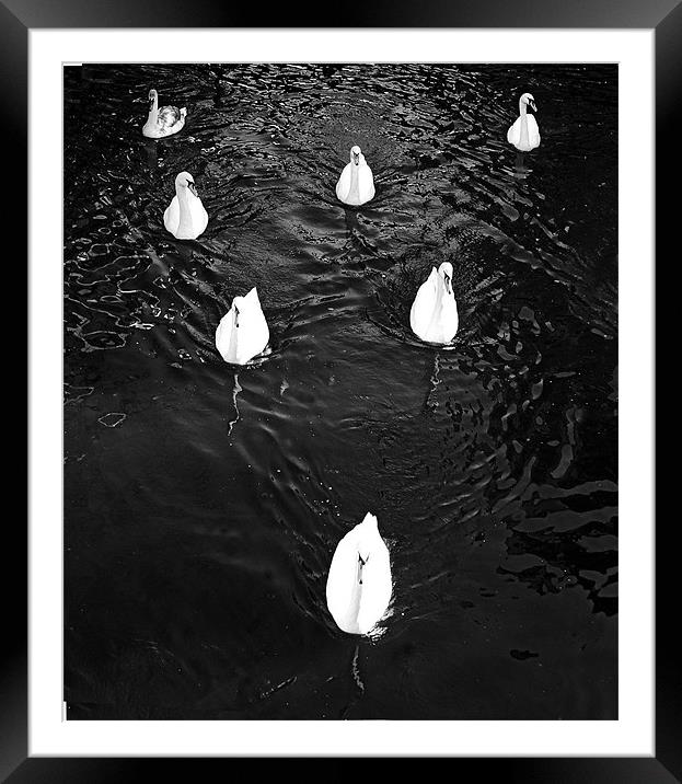 Swans in formation  Framed Mounted Print by David Turnbull