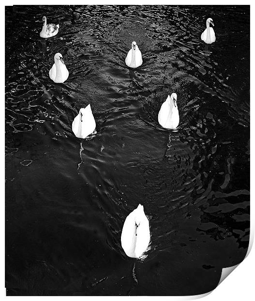 Swans in formation  Print by David Turnbull