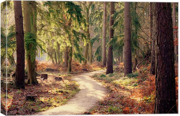 Woodland Pathway New Forest Canvas Print by Louise Godwin