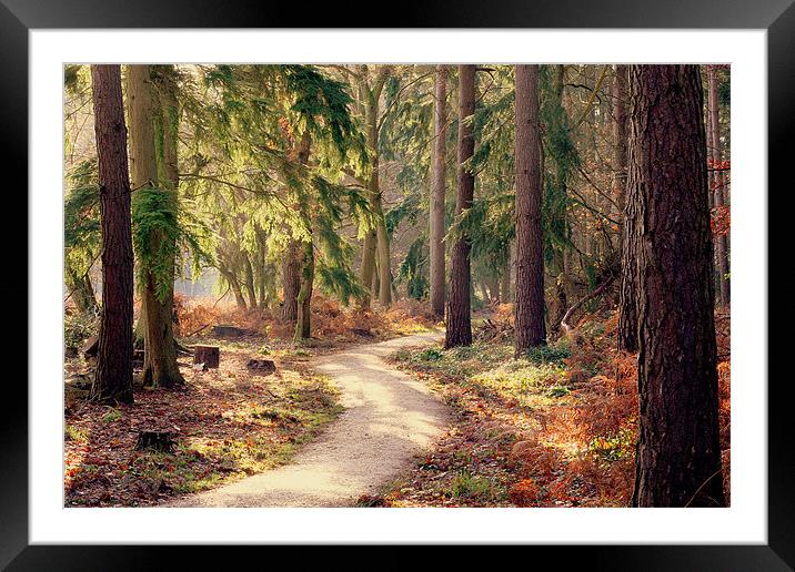 Woodland Pathway New Forest Framed Mounted Print by Louise Godwin