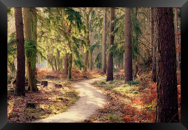 Woodland Pathway New Forest Framed Print by Louise Godwin