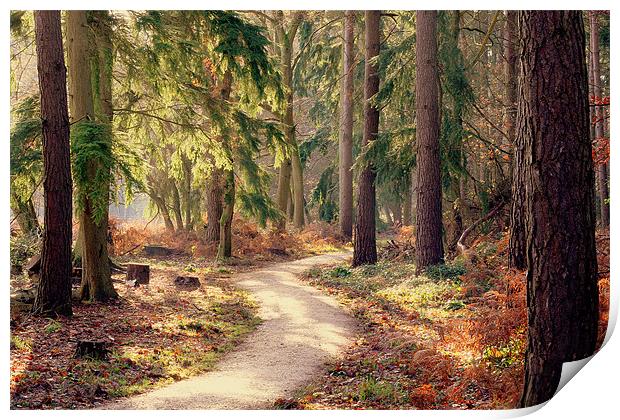 Woodland Pathway New Forest Print by Louise Godwin