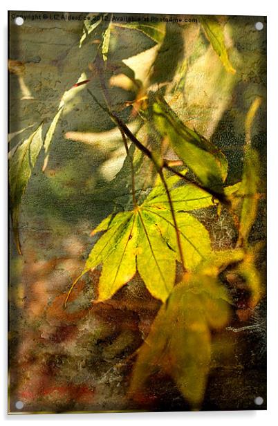 Acer in Fall Acrylic by LIZ Alderdice