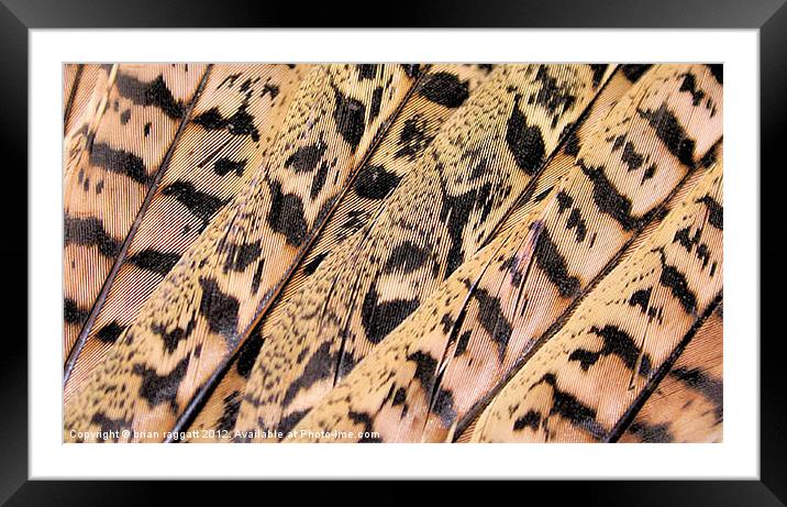 Pheasant Feathers abstract Framed Mounted Print by Brian  Raggatt