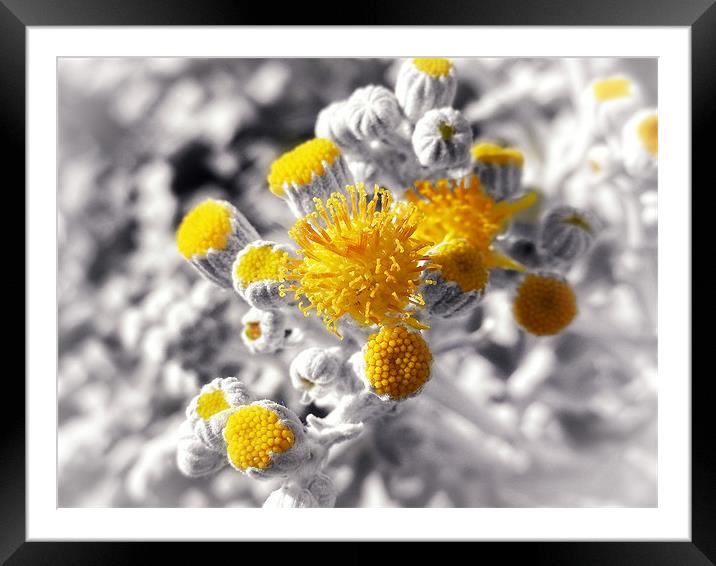 Dusty Miller Framed Mounted Print by Mary Lane