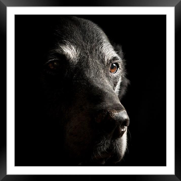 Old Black Labrador Framed Mounted Print by Simon Wrigglesworth