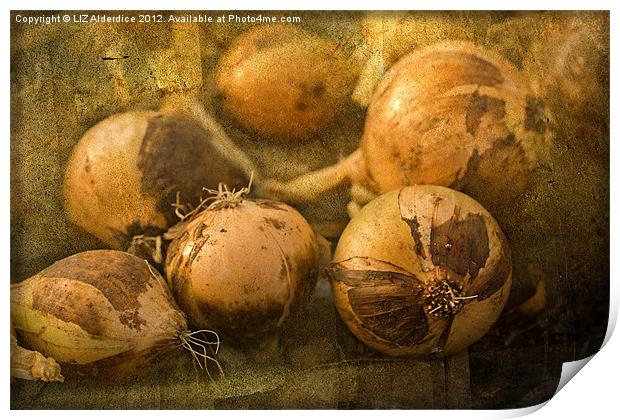 Onions Print by LIZ Alderdice