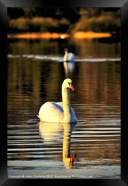 Rydal Swans Framed Print by Jason Connolly